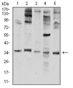 Neutrophil Elastase/ELA2 Antibody (6B6G6) - BSA Free, Novus Biologicals